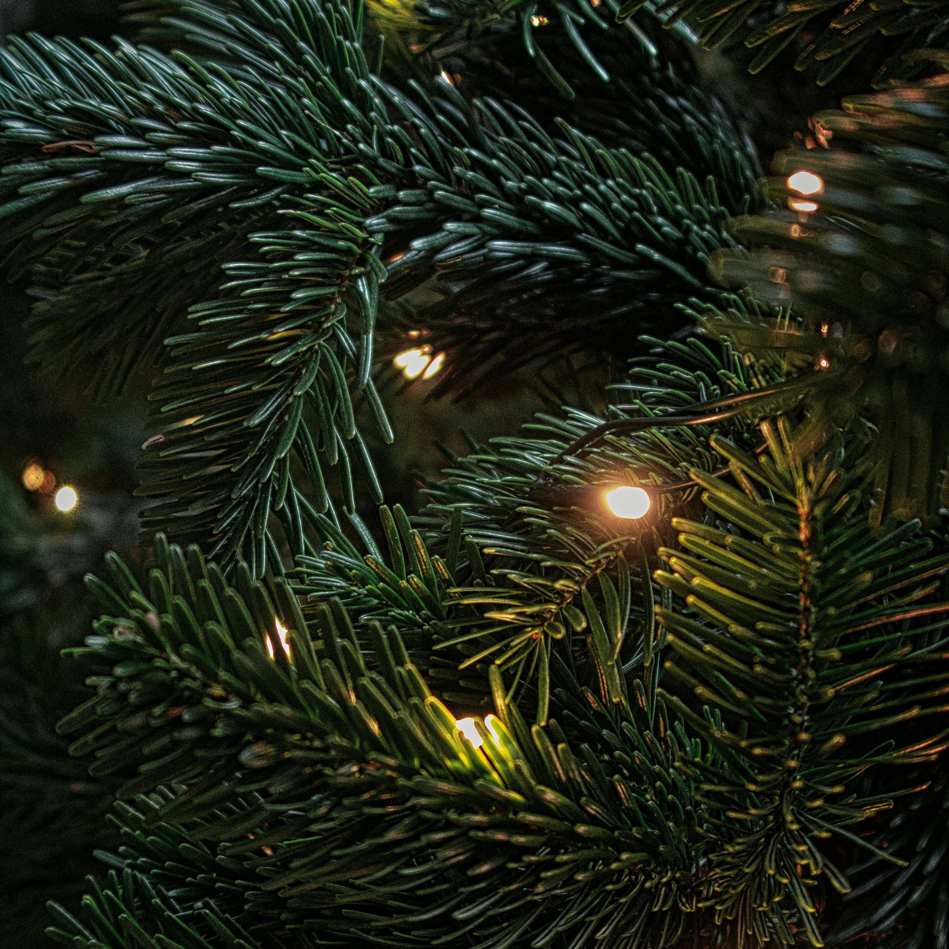 Christmas Eve Eve episode artwork